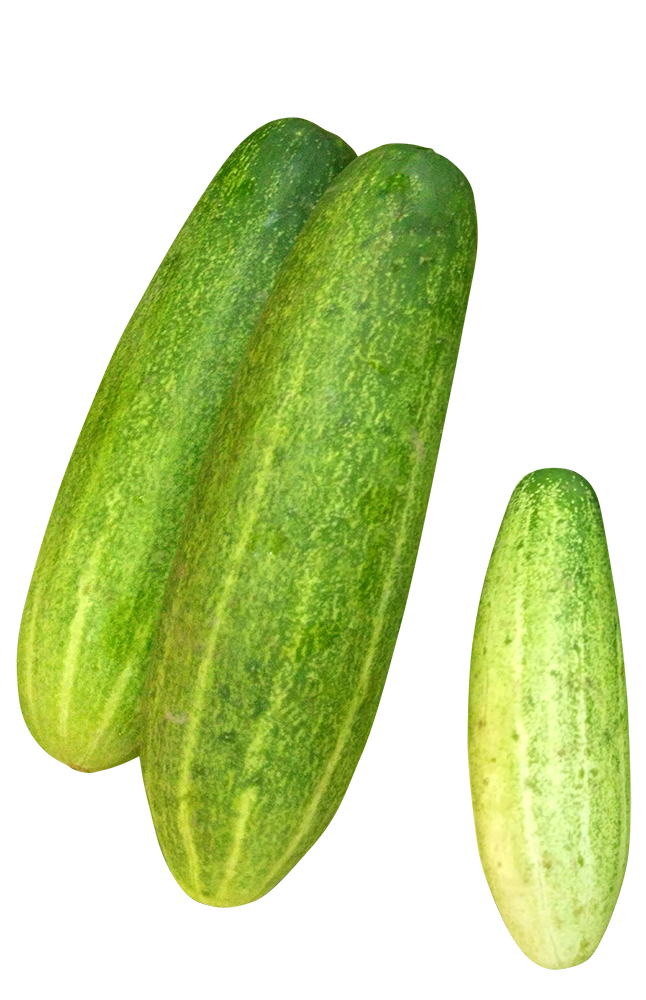 cucumber, fresh cucumber png, cucumber png image, cucumber transparent png image, cucumber png full hd images download